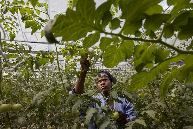 Farma Bagayoko works in a greenhouse filled with tomatoes at the Sidibe Argo-Techniques in Katibougou Village, outside Bamako, Mali on November 3, 2013. Sidibe Argo-Techniques is growing watermelons, sweet peppers, tomatoes and other vegetables. Photo © Dominic Chavez/World Bank