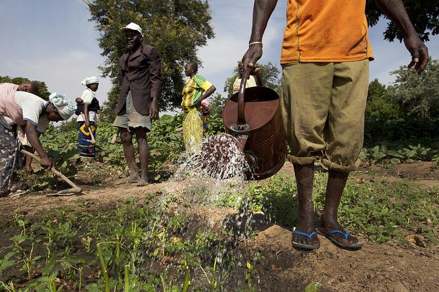 Crop Microinsurance for Maize Farmers in Burkina Faso: Access and Agriculture Performance in the Dandé Village