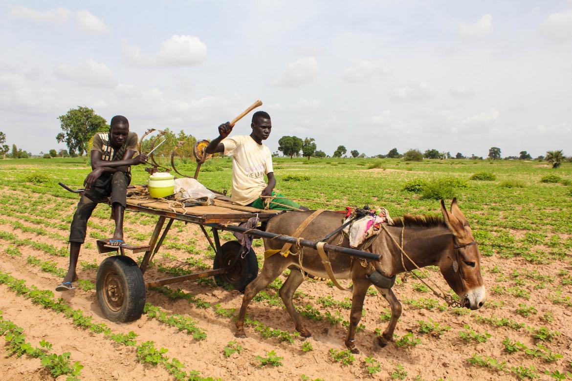 Thomson Reuters Foundation: As Drought Bites, Livestock Insurance Aids Pastoralists in Ethiopia