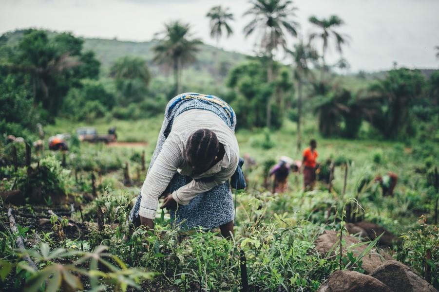 Making climate risk insurance more accessible for farmers in Africa 