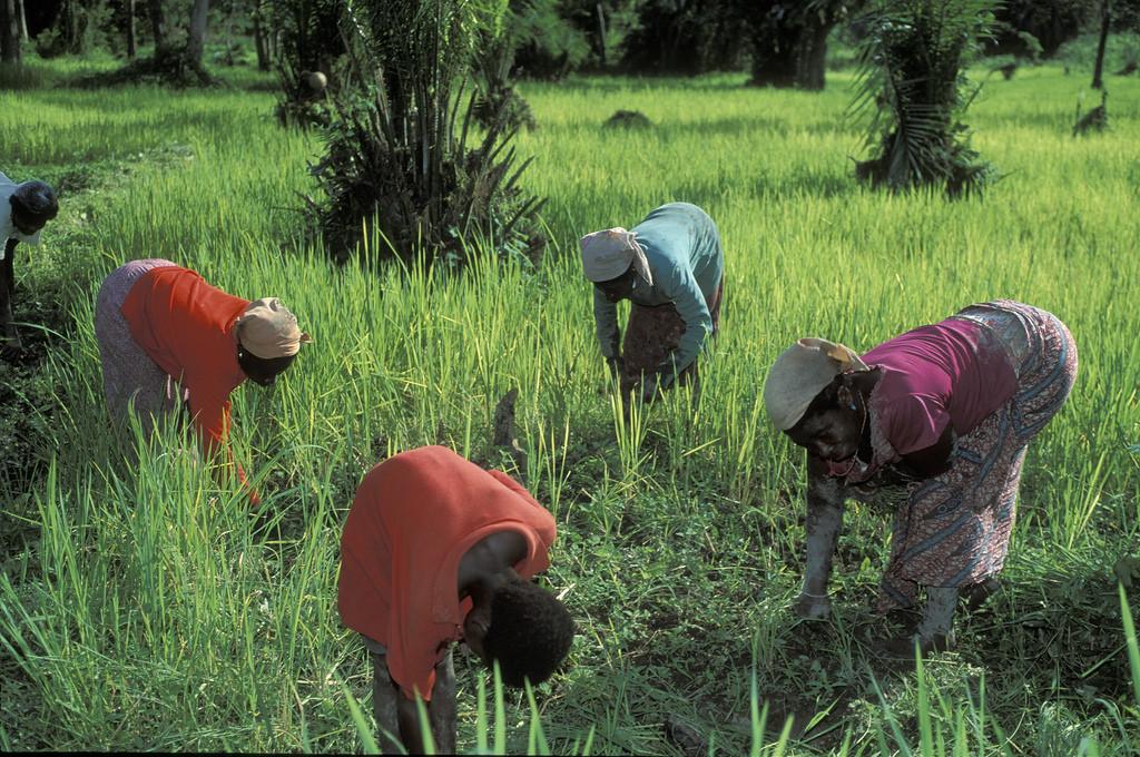 Innovative Insurance for the Adaptation to Climate Change in Ghana