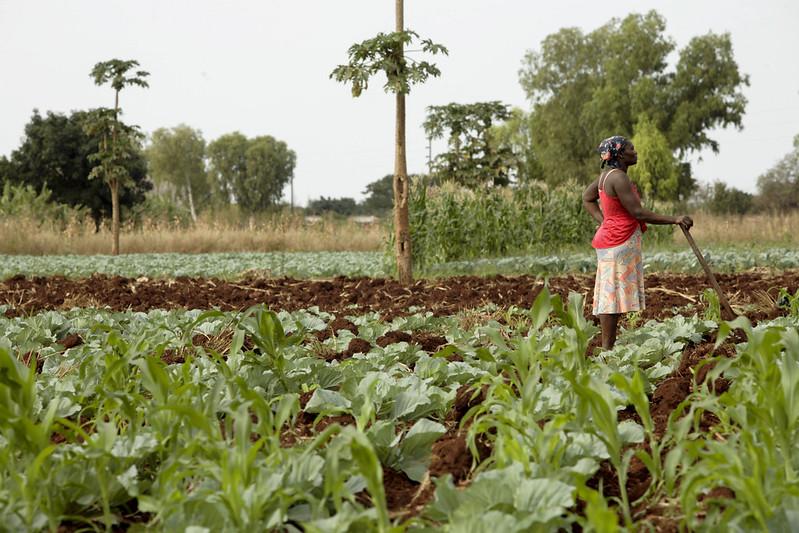 GIIF in Mozambique: Advancing Agriculture Insurance with Hollard Mozambique 