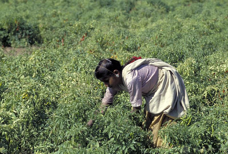 Using AgTechs to Improve the Agriculture Sector in India