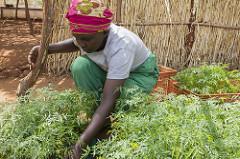 In Kenya, Climate change Hits Home as Rivers and Taps Dry Up